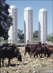  Cows graze at the seven-hectare farm in Laoac town. Behind are silos where food for them are stored for ''rainy days". RAY ZAMBRANO 
